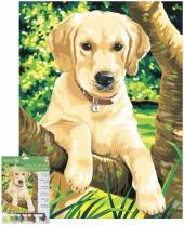 Labrador