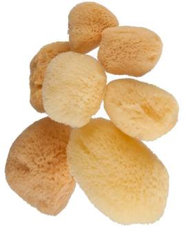 Naturschwamm,  5 - 6 cm, feinporig