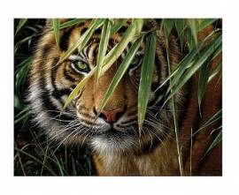 Der Tiger, 30 x 40 cm